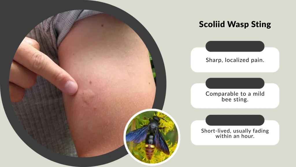 Scoliid Wasp Sting