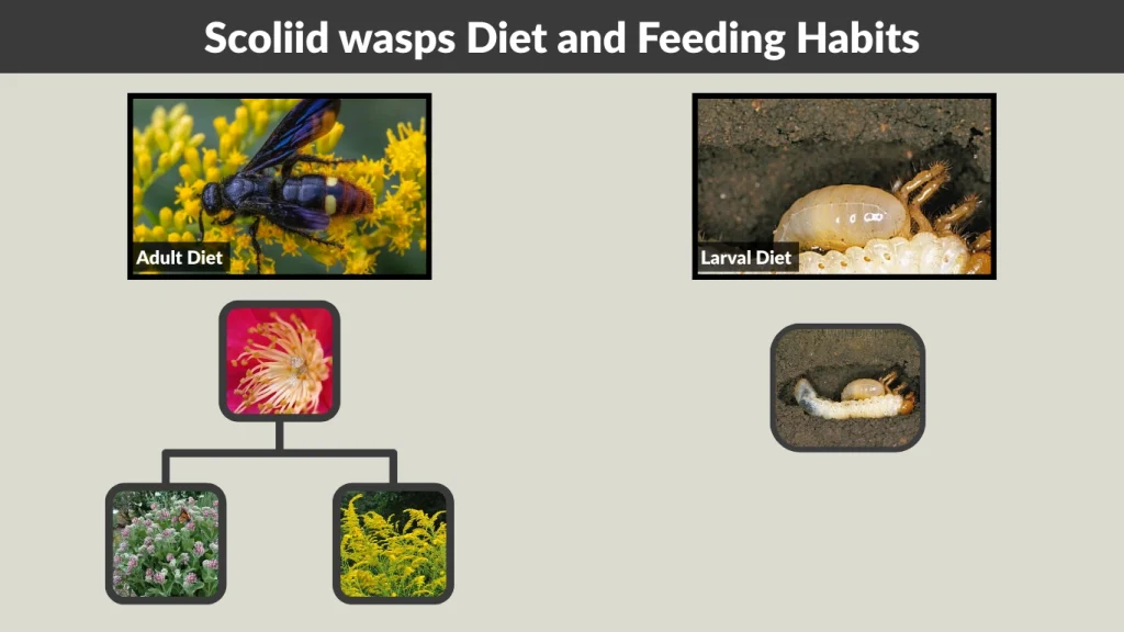 Scoliid wasps Diet and Feeding Habits