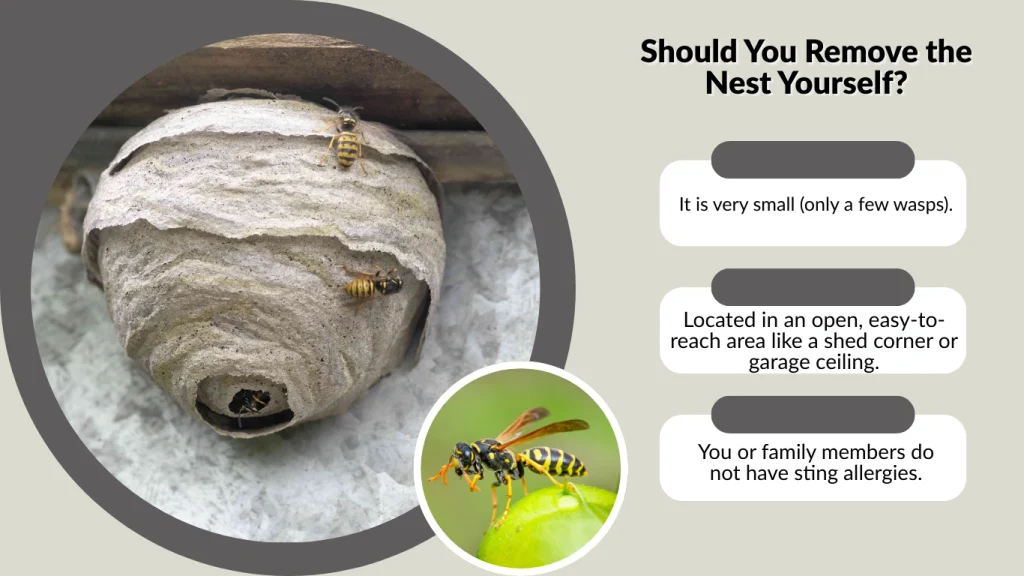 Should You Remove the Nest Yourself