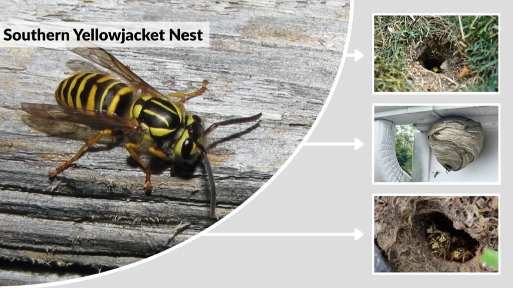Southern Yellowjacket Nest
