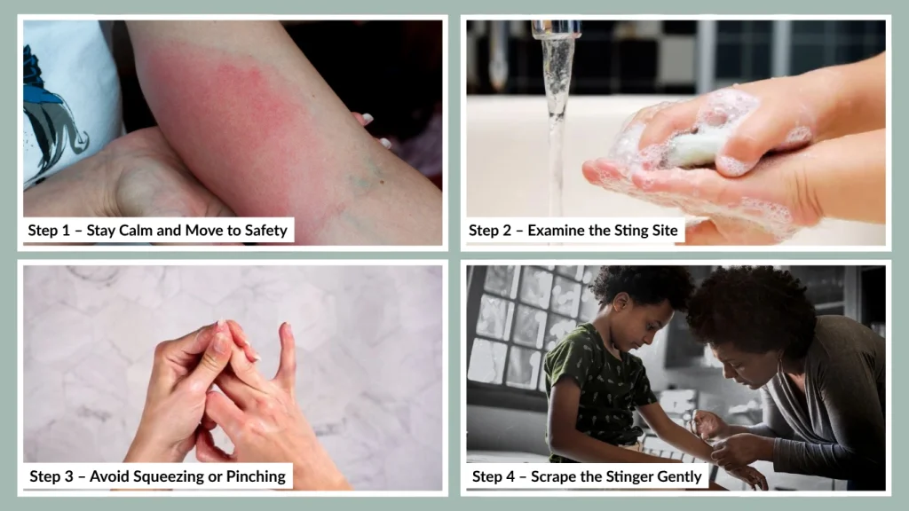 Step 4 – Scrape the Stinger Gently