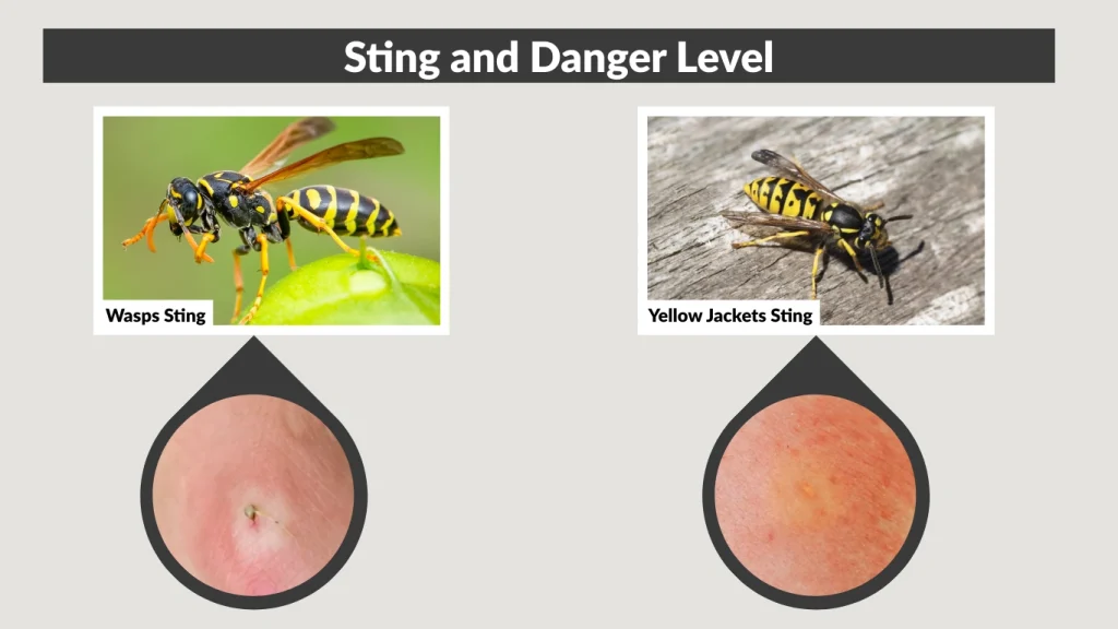Sting and Danger Level