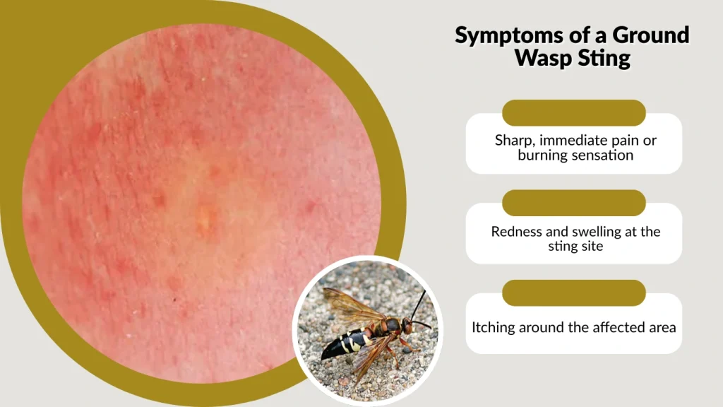 Symptoms of a Ground Wasp Sting