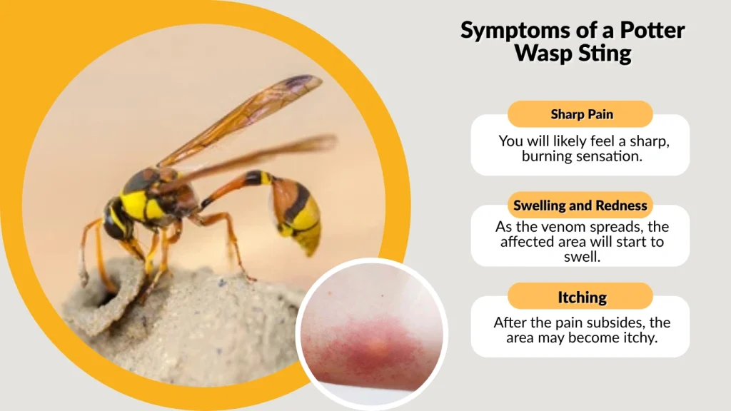 Symptoms of a Potter Wasp Sting