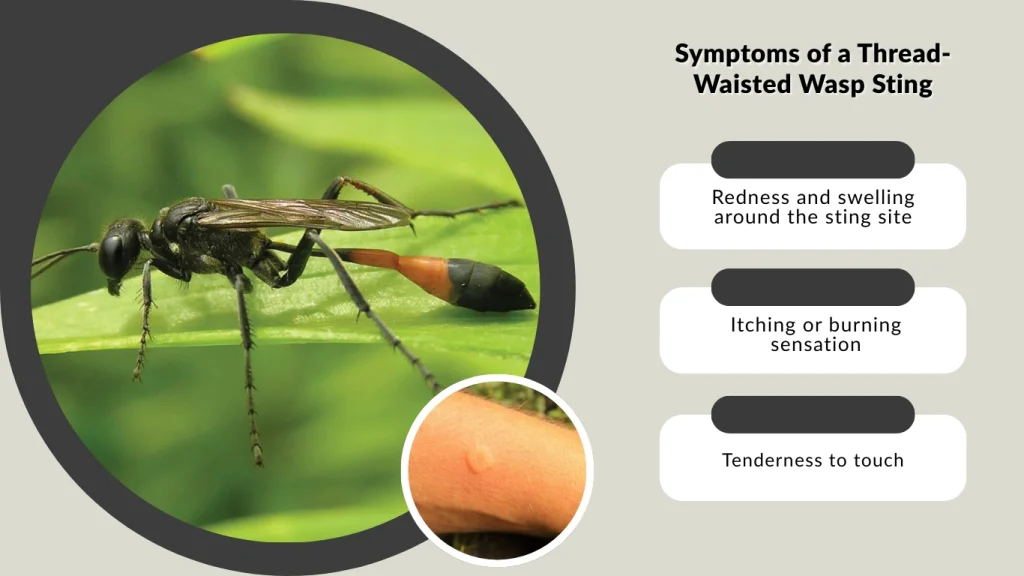 Symptoms of a Thread-Waisted Wasp Sting