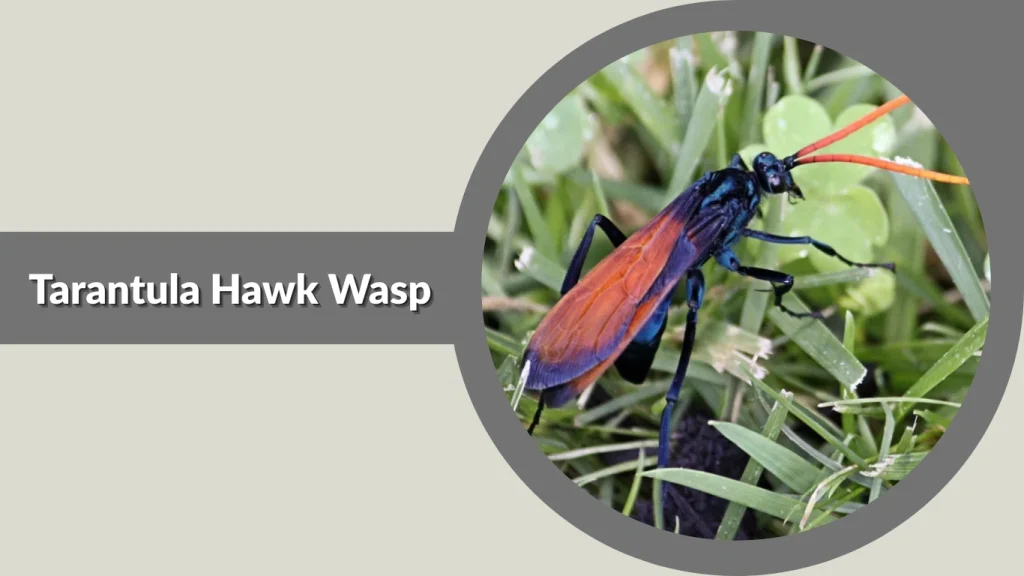 Tarantula Hawk Wasp