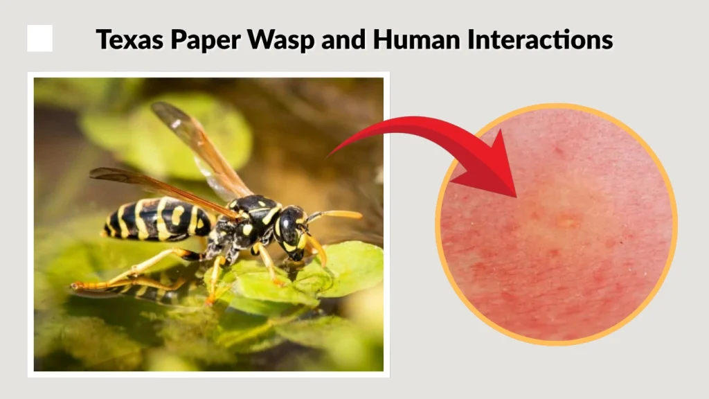 Texas Paper Wasp and Human Interactions