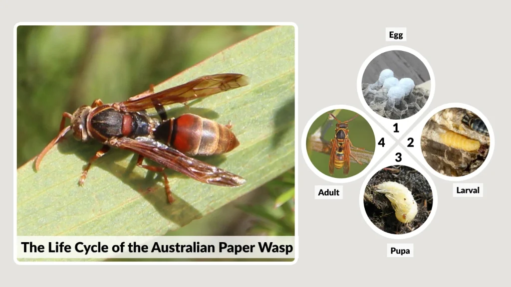 The Life Cycle of the Australian Paper Wasp