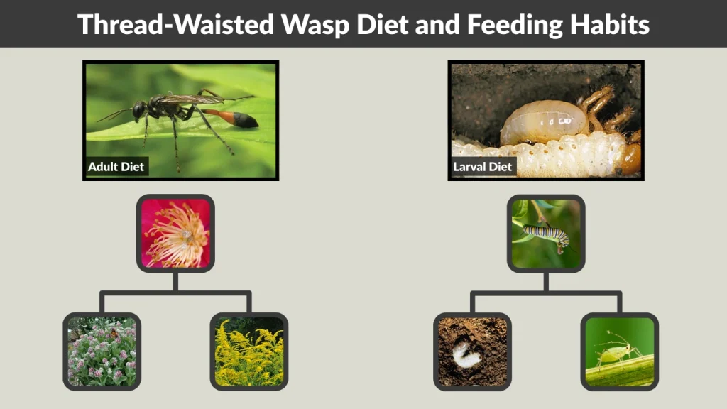 Thread-Waisted Wasp Diet and Feeding Habits
