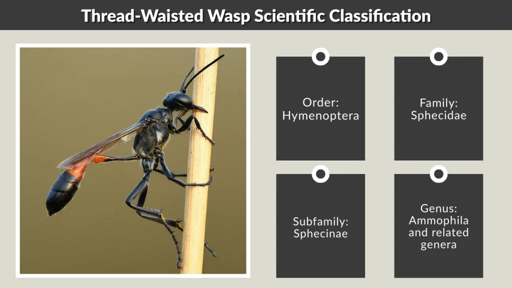 Thread-Waisted Wasp: Sting, Nest, Identification, and Facts