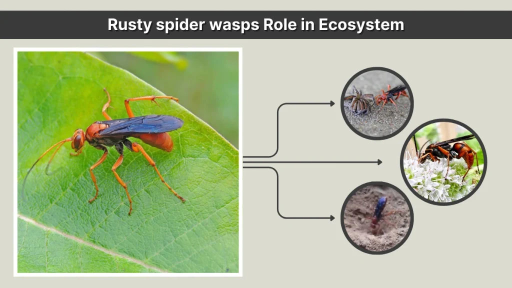 Rusty spider wasps Role in Ecosystem
