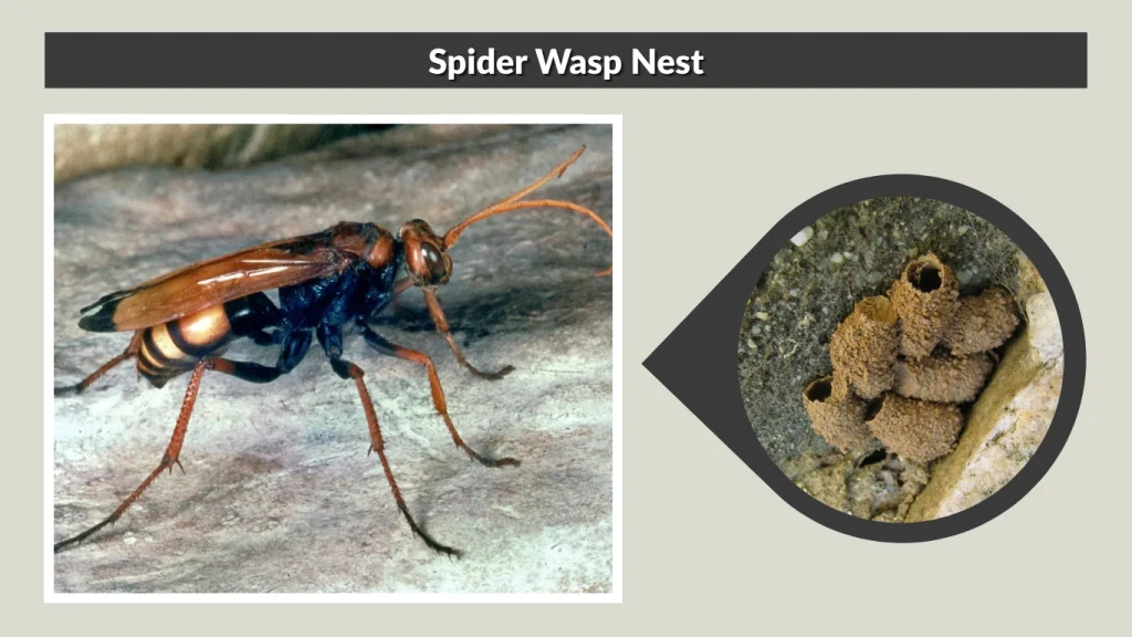 Spider Wasp Nest
