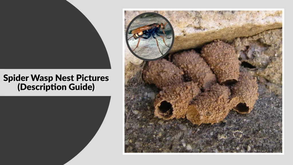 Spider Wasp Nest Pictures (Description Guide)