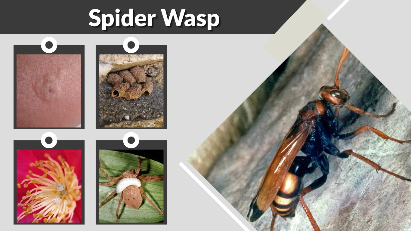 Spider Wasp: Identification, Sting, Nest, Life Cycle, and Facts
