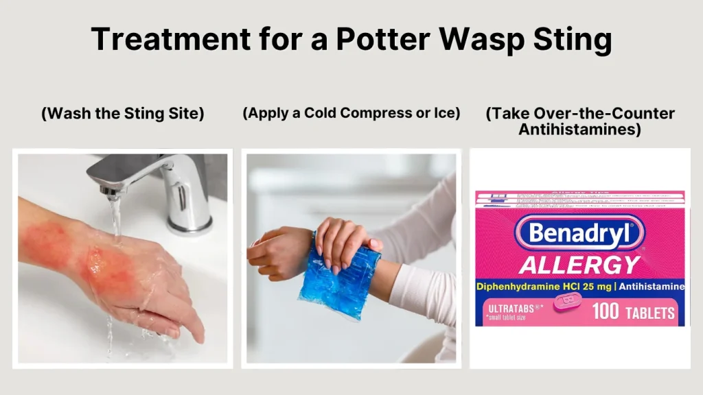 Treatment for a Potter Wasp Sting