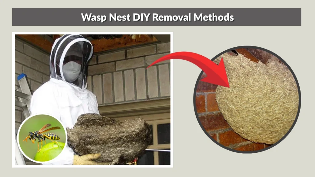 Wasp Nest DIY Removal Methods
