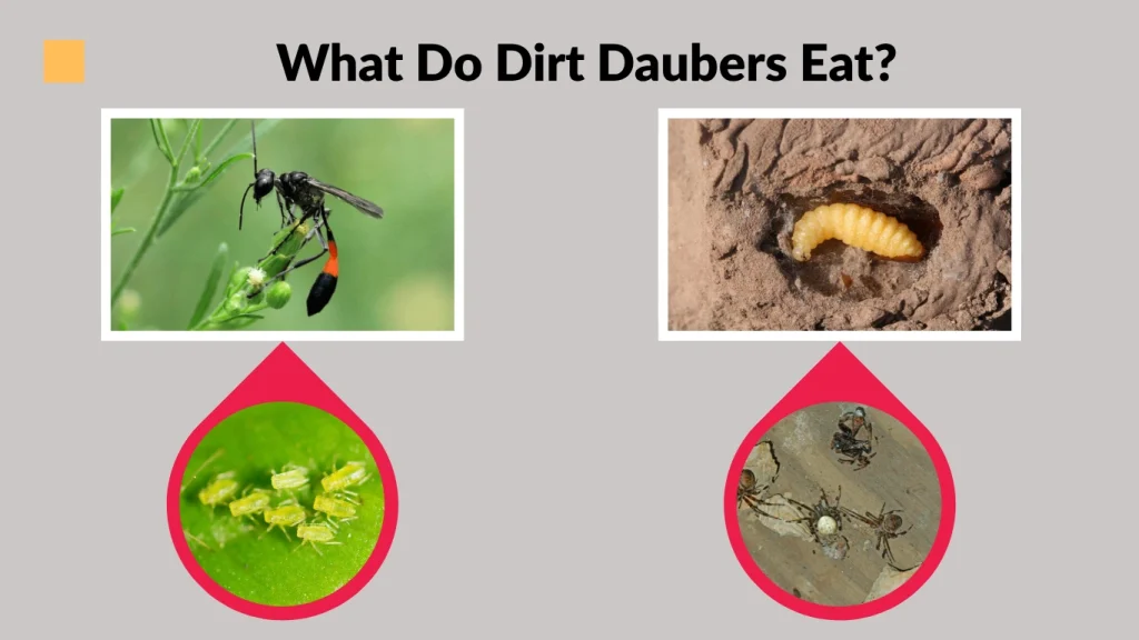 What Do Dirt Daubers Eat