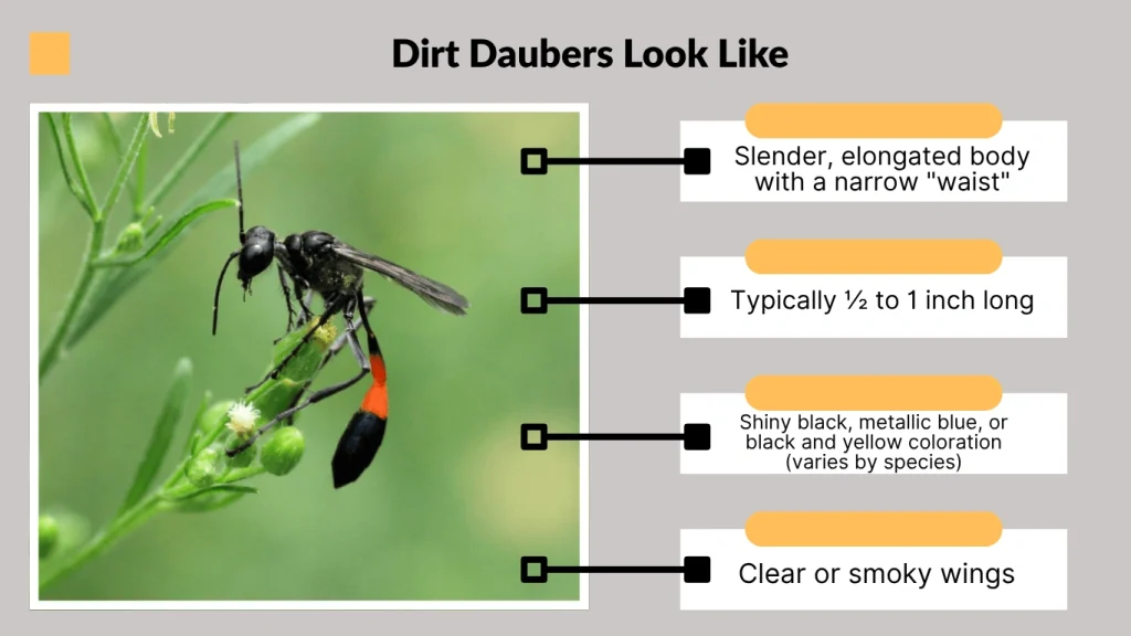 What Do Dirt Daubers Look Like