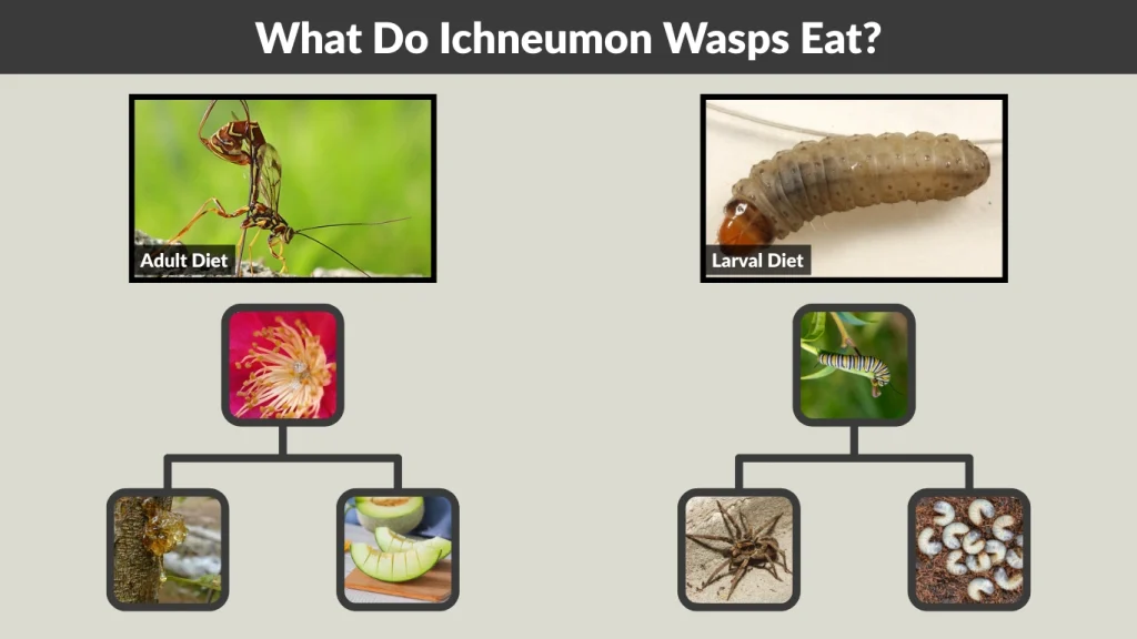 What Do Ichneumon Wasps Eat