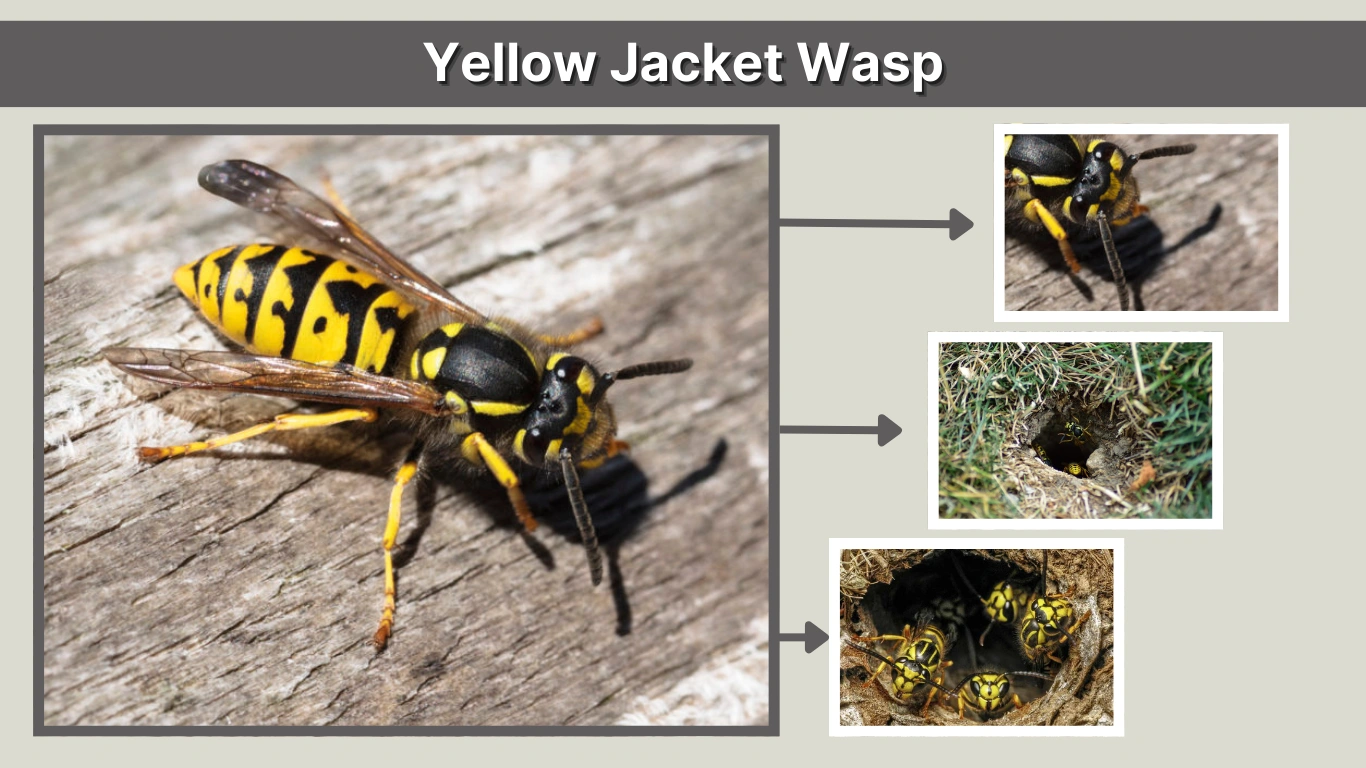 What Does a Yellow Jacket Wasp Look Like Identification Guide