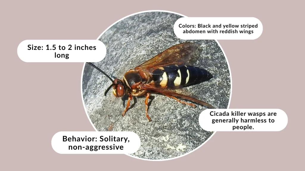 What Is a Cicada Killer Wasp