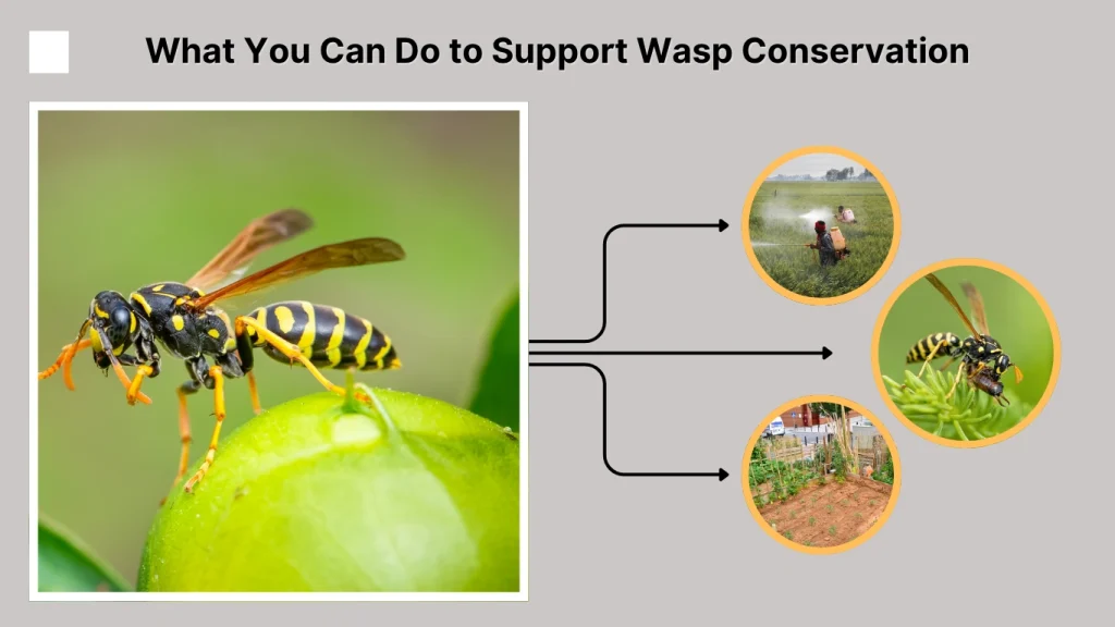 What You Can Do to Support Wasp Conservation