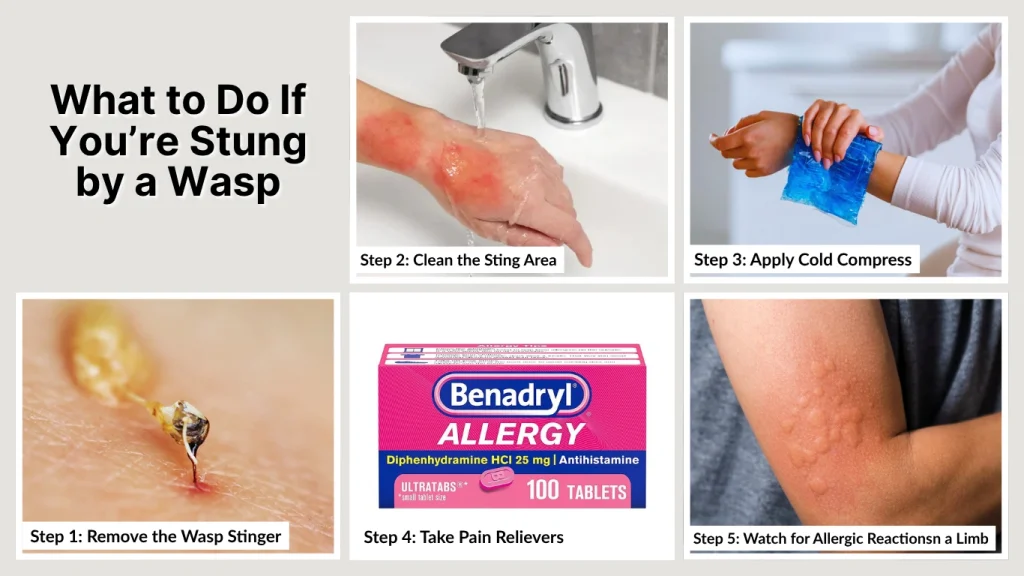 What to Do If You’re Stung by a Wasp