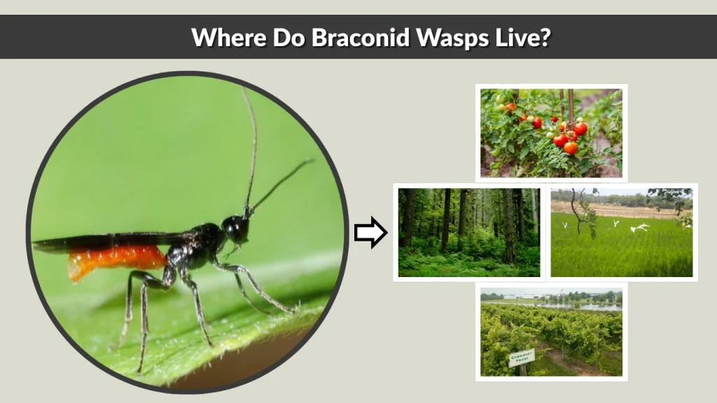 Where Do Braconid Wasps Live