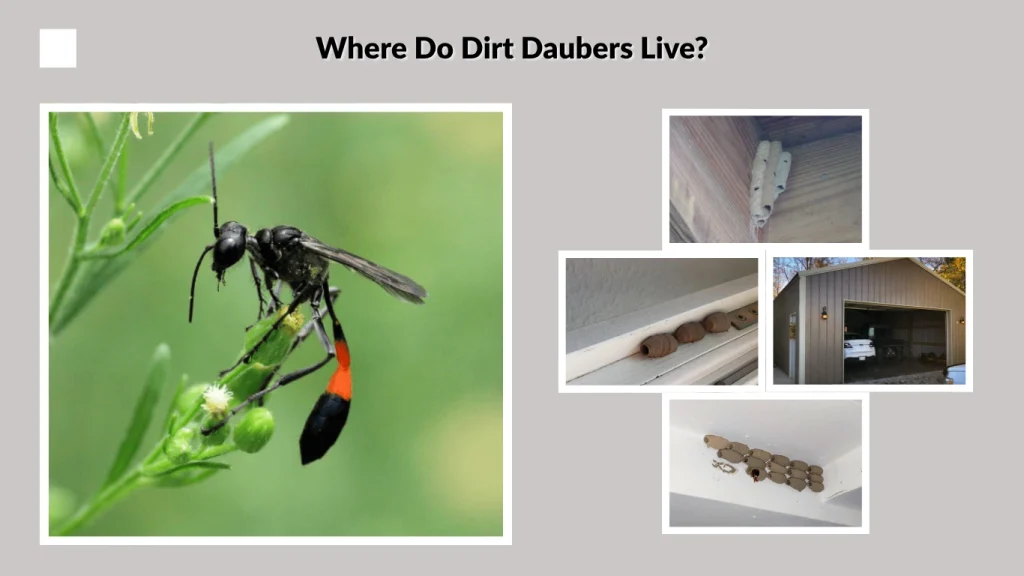Where Do Dirt Daubers Live
