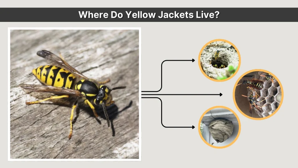 Where Do Yellow Jackets Live