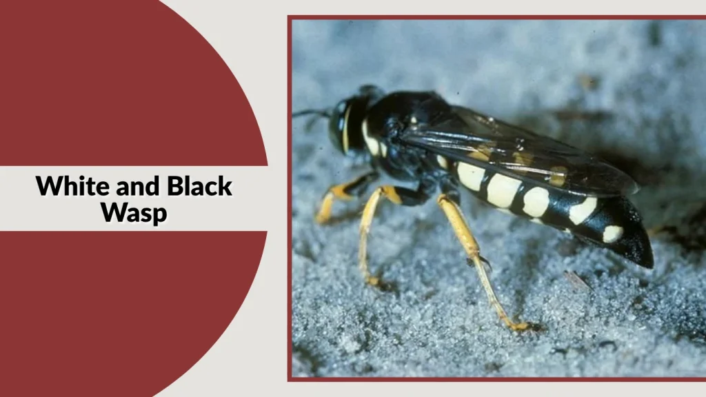 White and Black Wasp