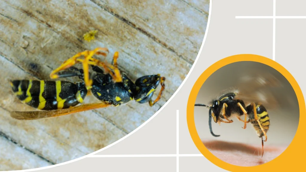 Why Do Some Wasps Die After Stinging