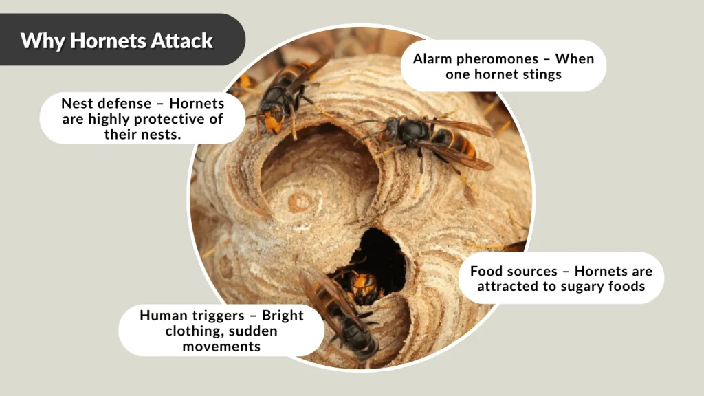 Why Hornets Attack