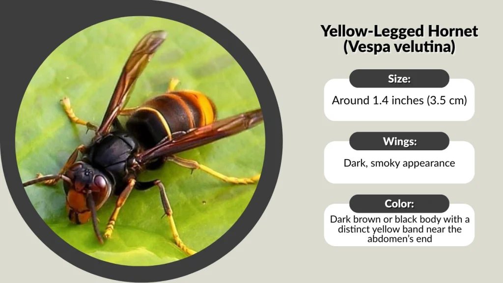 Yellow-Legged Hornet (Vespa velutina)