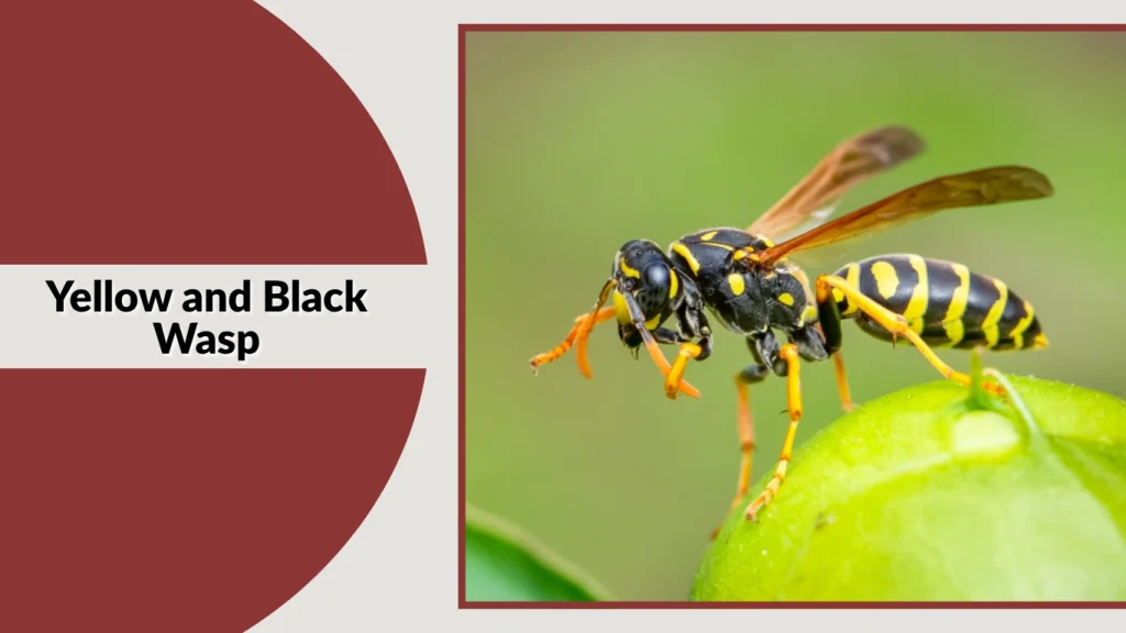 Yellow and Black Wasp
