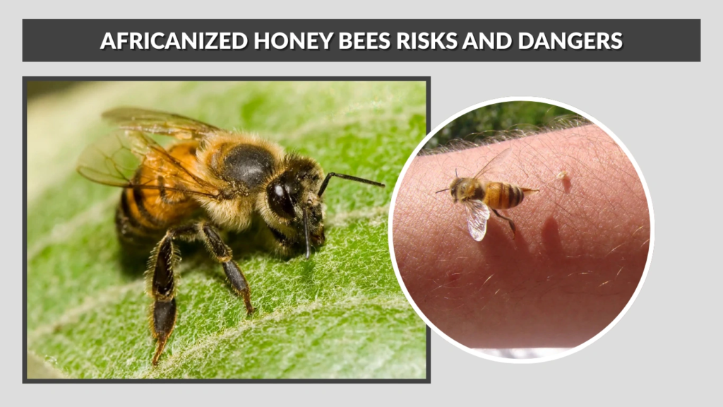 Africanized honey bees Risks and Dangers