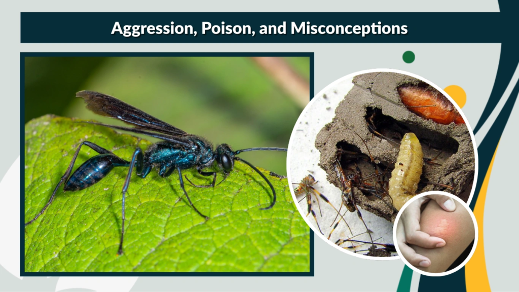 Aggression, Poison, and Misconceptions