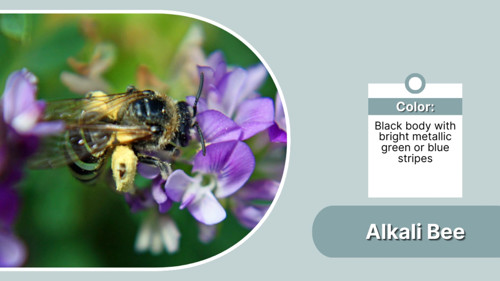 Alkali Bee