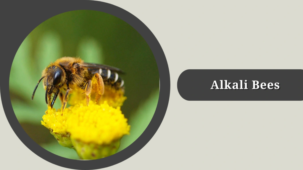 Alkali Bees