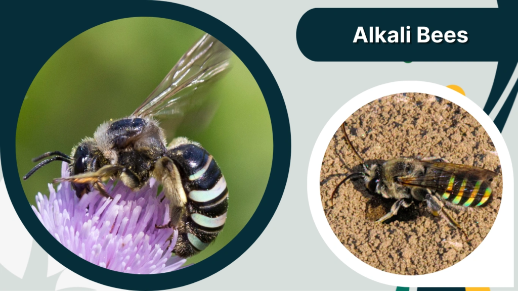 Alkali Bees