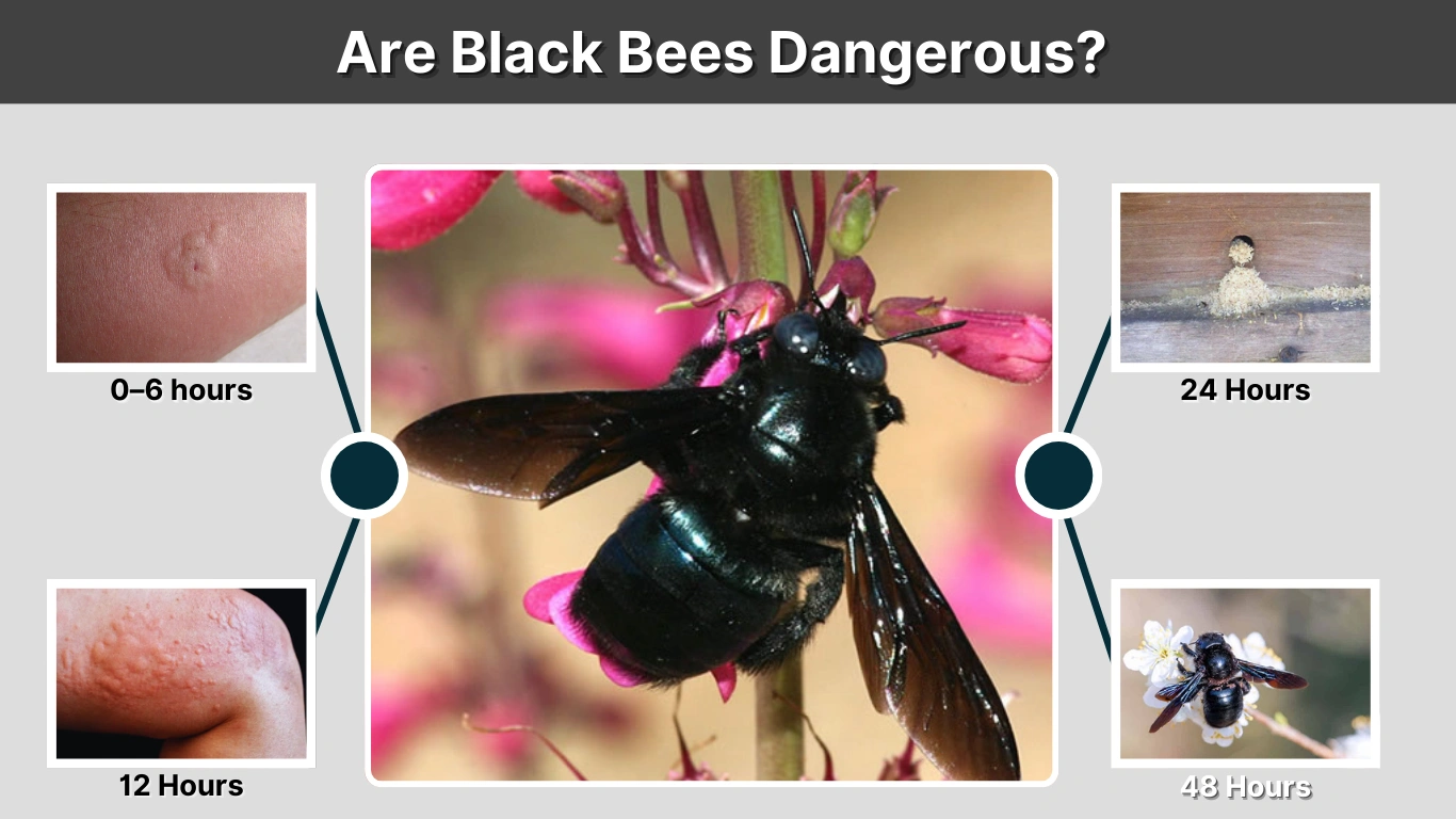 Are Black Bees Dangerous Everything You Need to Know