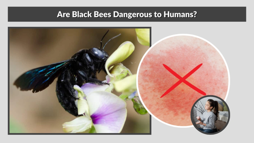 Are Black Bees Dangerous to Humans