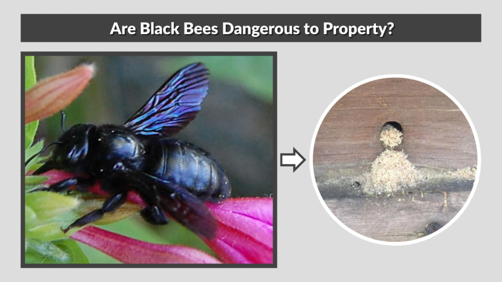 Are Black Bees Dangerous to Property