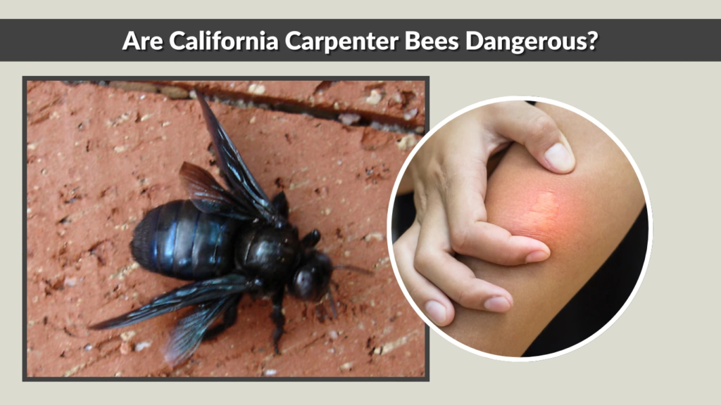 Are California Carpenter Bees Dangerous