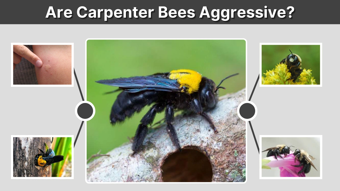 Are Carpenter Bees Aggressive  Behavior, Stings, and Safety
