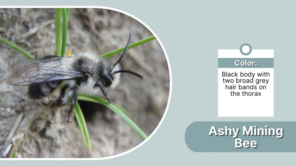 Ashy Mining Bee