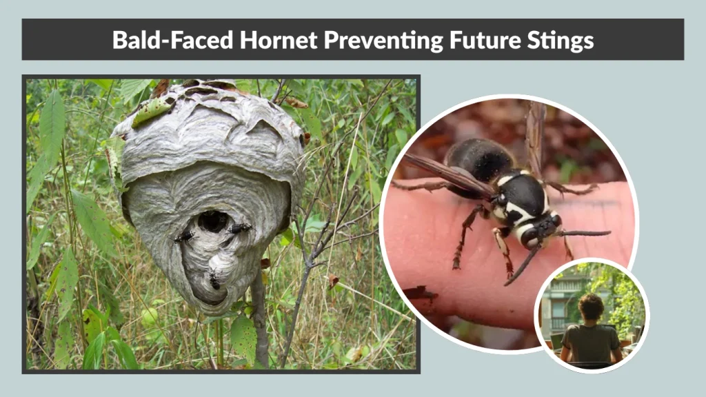 Bald-Faced Hornet Preventing Future Stings