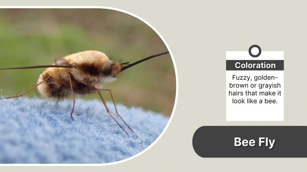 Bee Fly