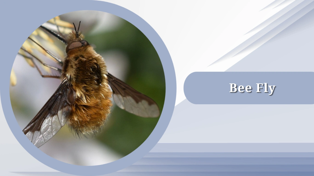 Bee Fly 