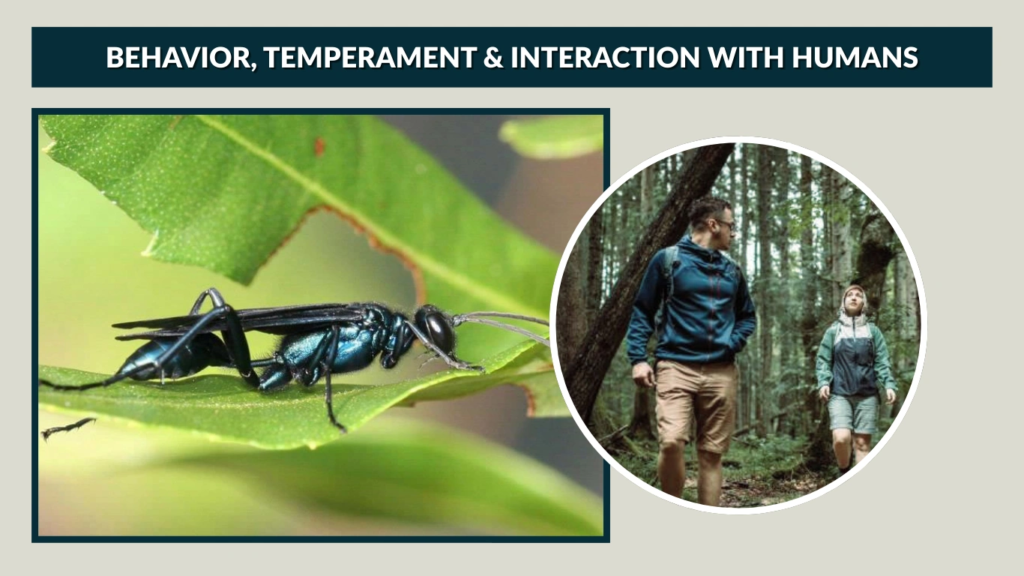 Behavior, Temperament & Interaction with Humans